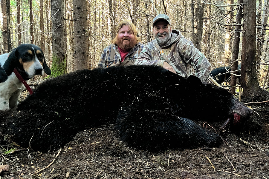 Maine Black Bear Hunts with Hounds